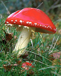 Amanita