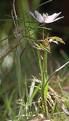 Anemone-dos-bosques
