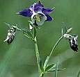 Aquilegia