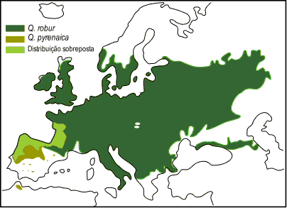 Distribuição dos carvalhos