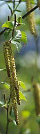 Flor de betula