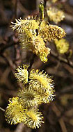 Flor de salgueiro