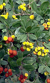 Medronheiro