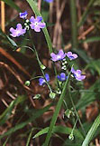 Myosotys
