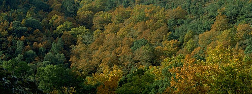 Floresta no Outono