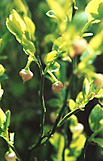 Vaccinium