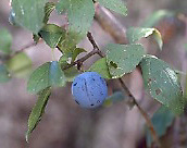 abrunho