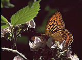 rubus