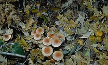 Cogumelos