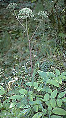 Umbelifera