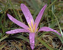 Merendera