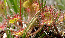 drosera