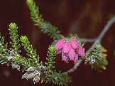 ciliaris