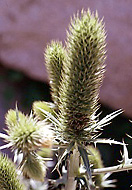 Eryngium