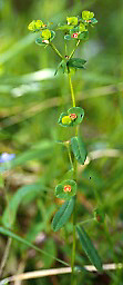 Euphorbia