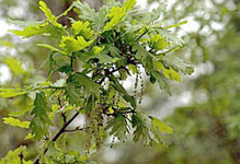 Quercus robur