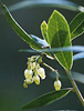 Flor medronheiro
