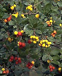 Medronhos