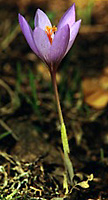 Crocus