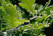 Quercus pyrenaica