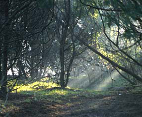 Luz