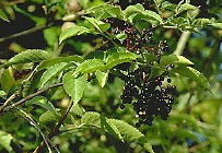sabugueiro