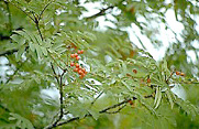 sorbus